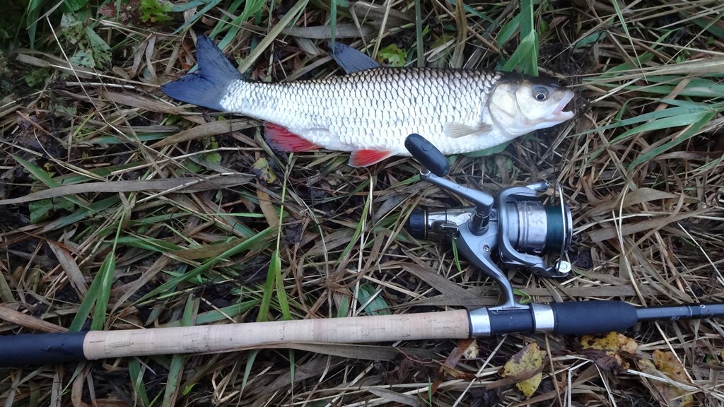 Ловля голавля на фидер летом. Пойманный голавль на траве